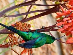 Image of Malachite Sunbird