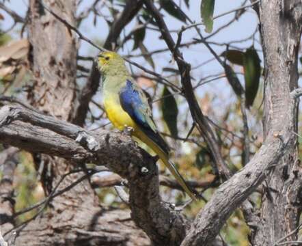 Image of Blue-winged Parrot