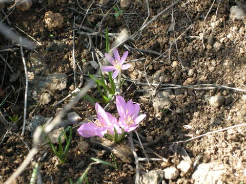 Слика од Colchicum stevenii Kunth