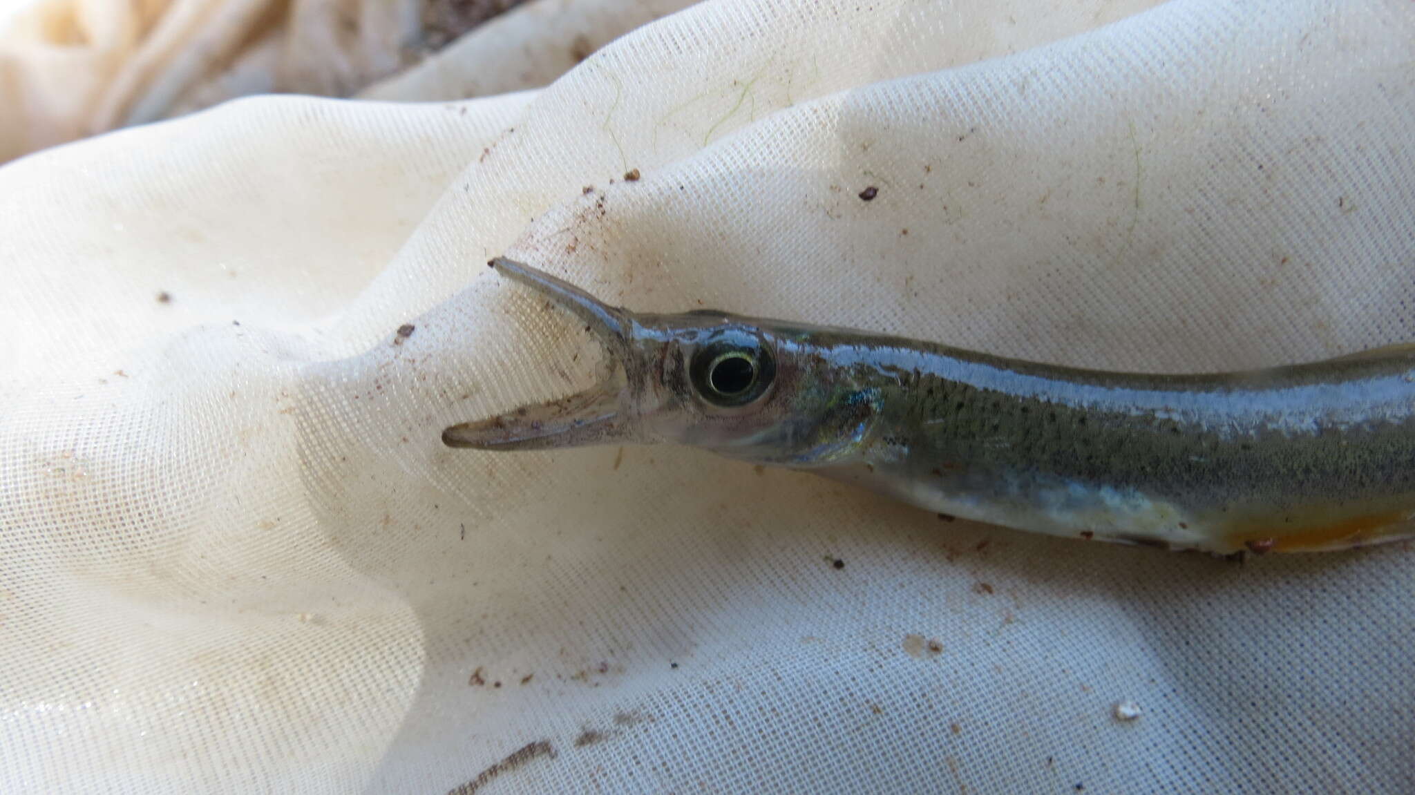 Image of Top minnow