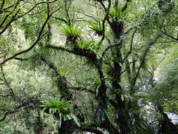 Image of Asplenium antiquum Mak.