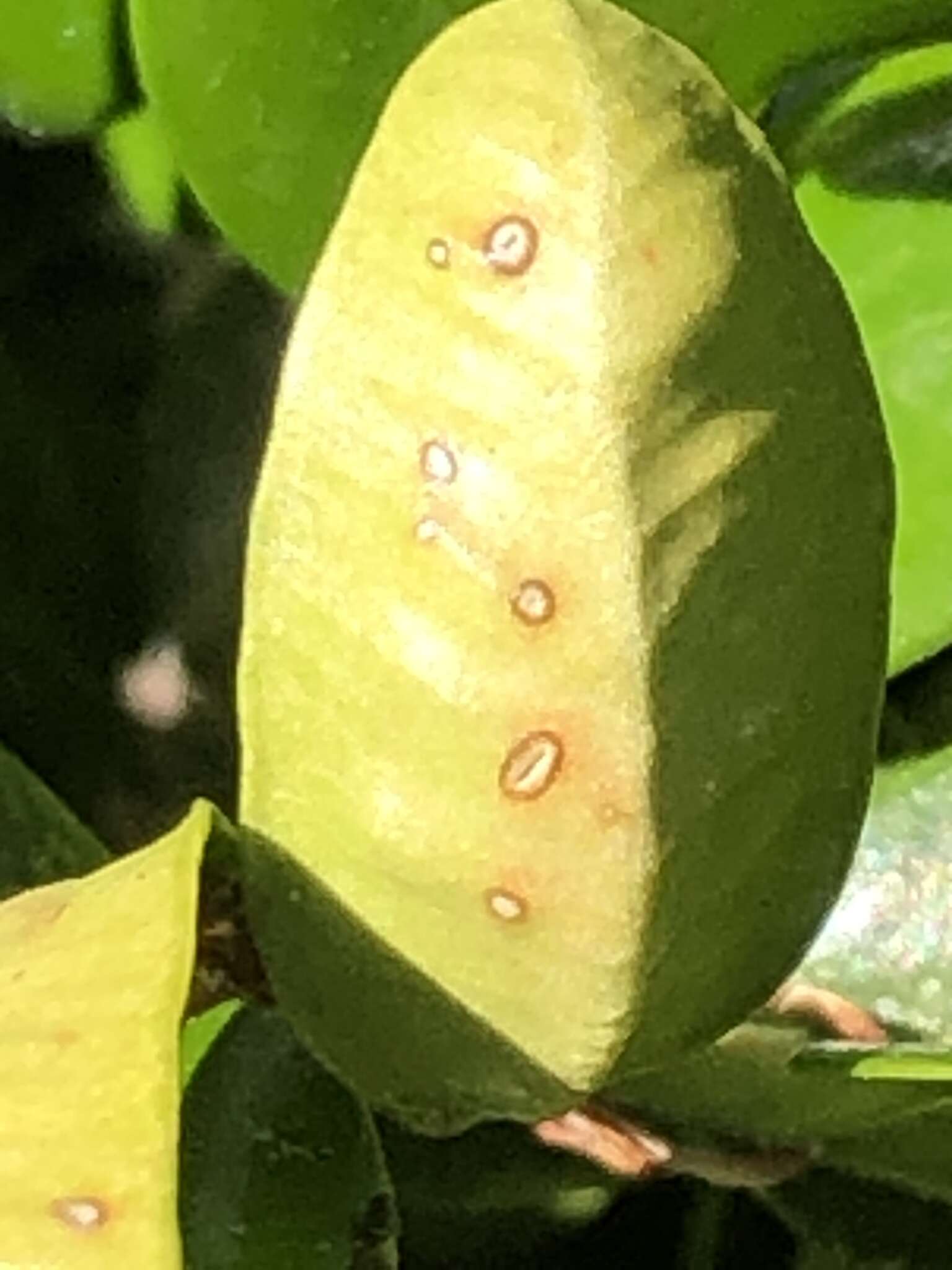 Image of Boxwood blight