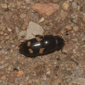 Image of Four-spotted Sap Beetle