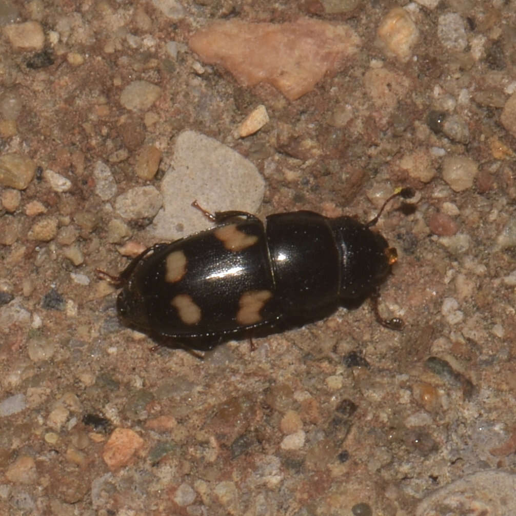 Image of Four-spotted Sap Beetle