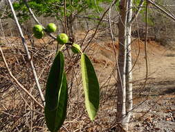 Image of Ficus crocata (Miq.) Mart. ex Miq.