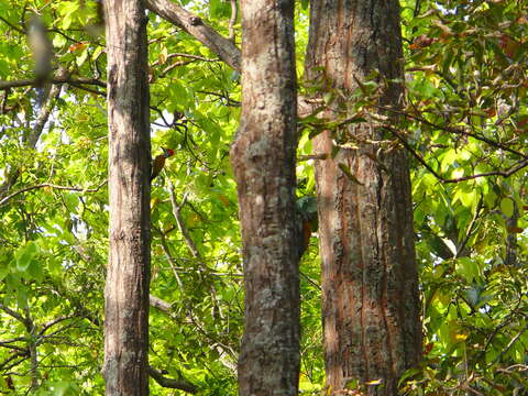 Image of Himalayan Flameback