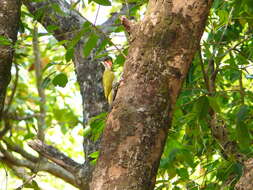 Picus squamatus Vigors 1831 resmi