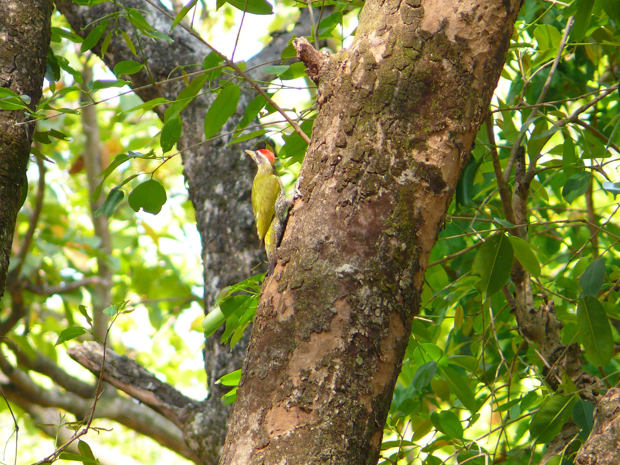 Picus squamatus Vigors 1831 resmi