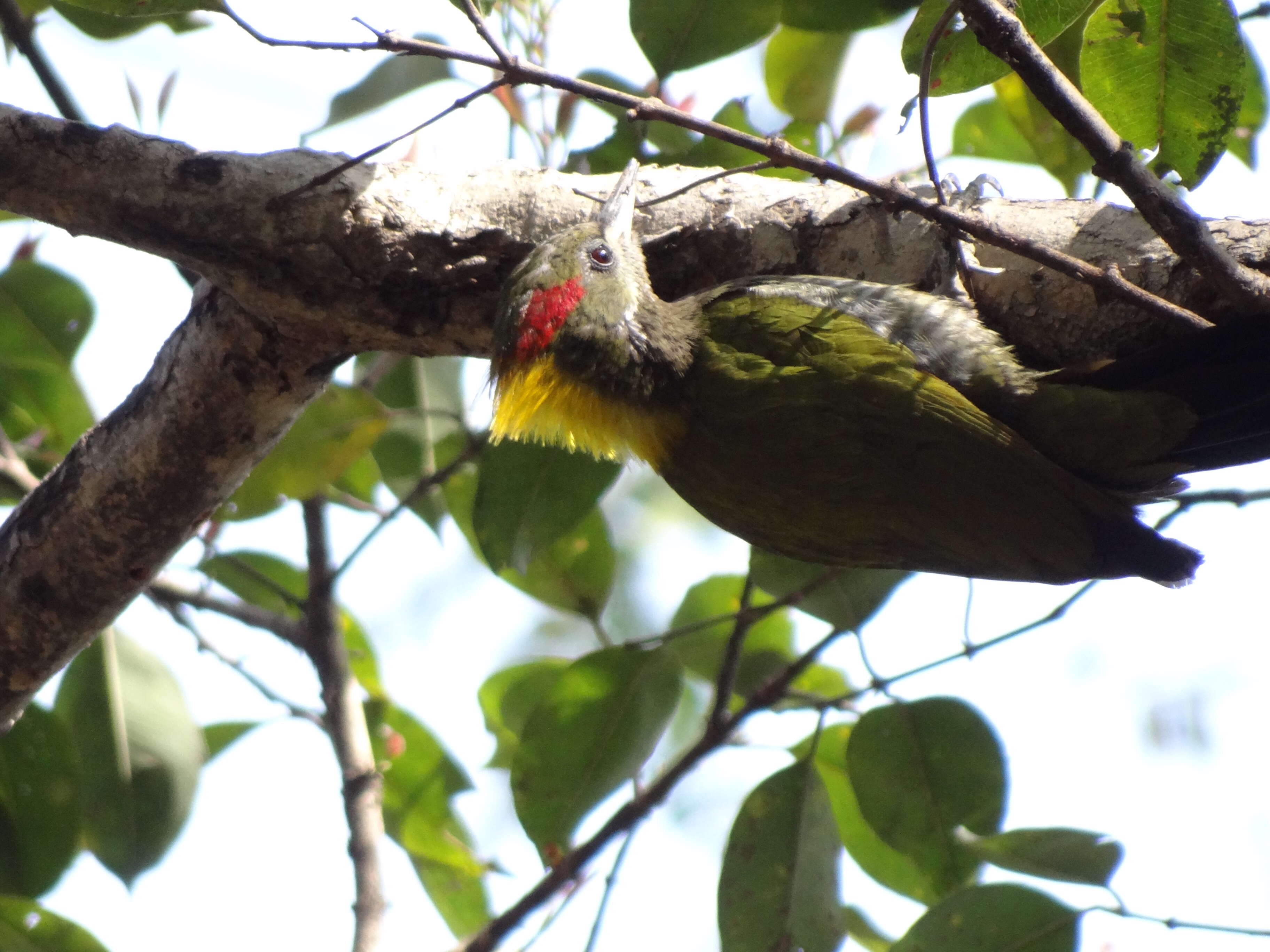 Picus chlorolophus Vieillot 1818 resmi