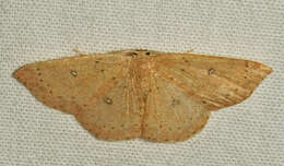 Cyclophora packardi Prout 1936 resmi