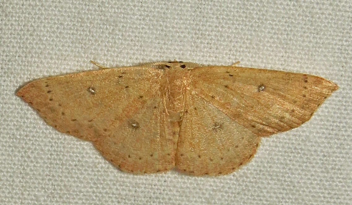 Cyclophora packardi Prout 1936 resmi