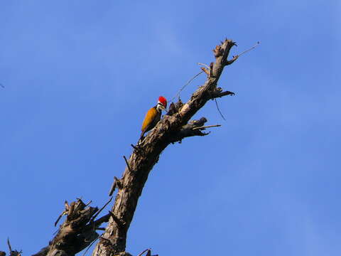 Image of Himalayan Flameback