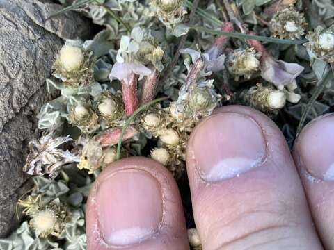 Image de Antennaria soliceps Blake