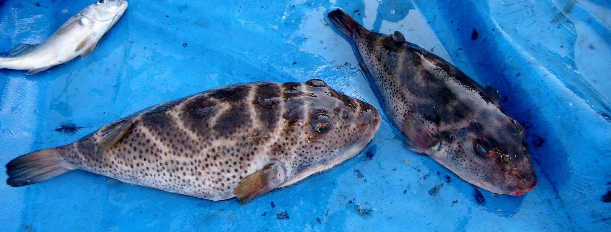 Image of Bullseye Puffer