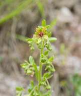 Слика од Saxifraga mutata L.