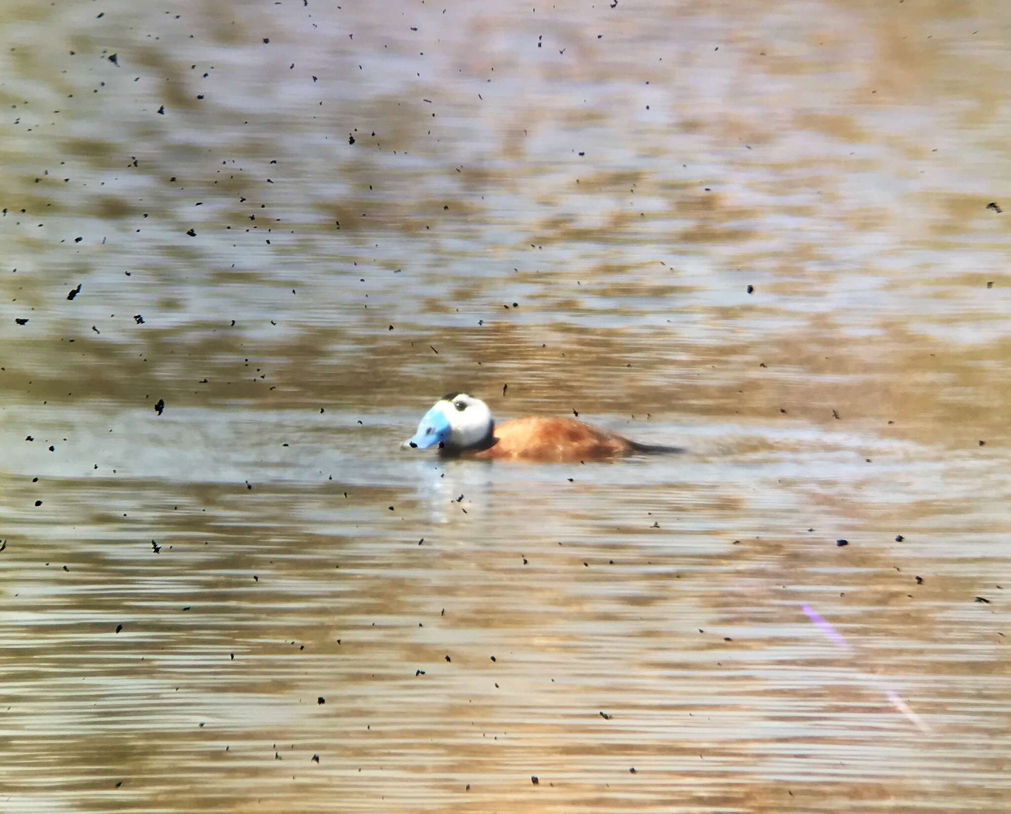 Image of White-headed Duck