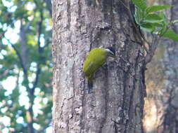 Image of Streak-throated Woodpecker