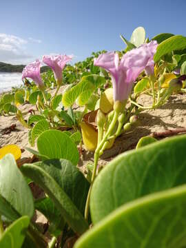 Image of Brazilian bayhops