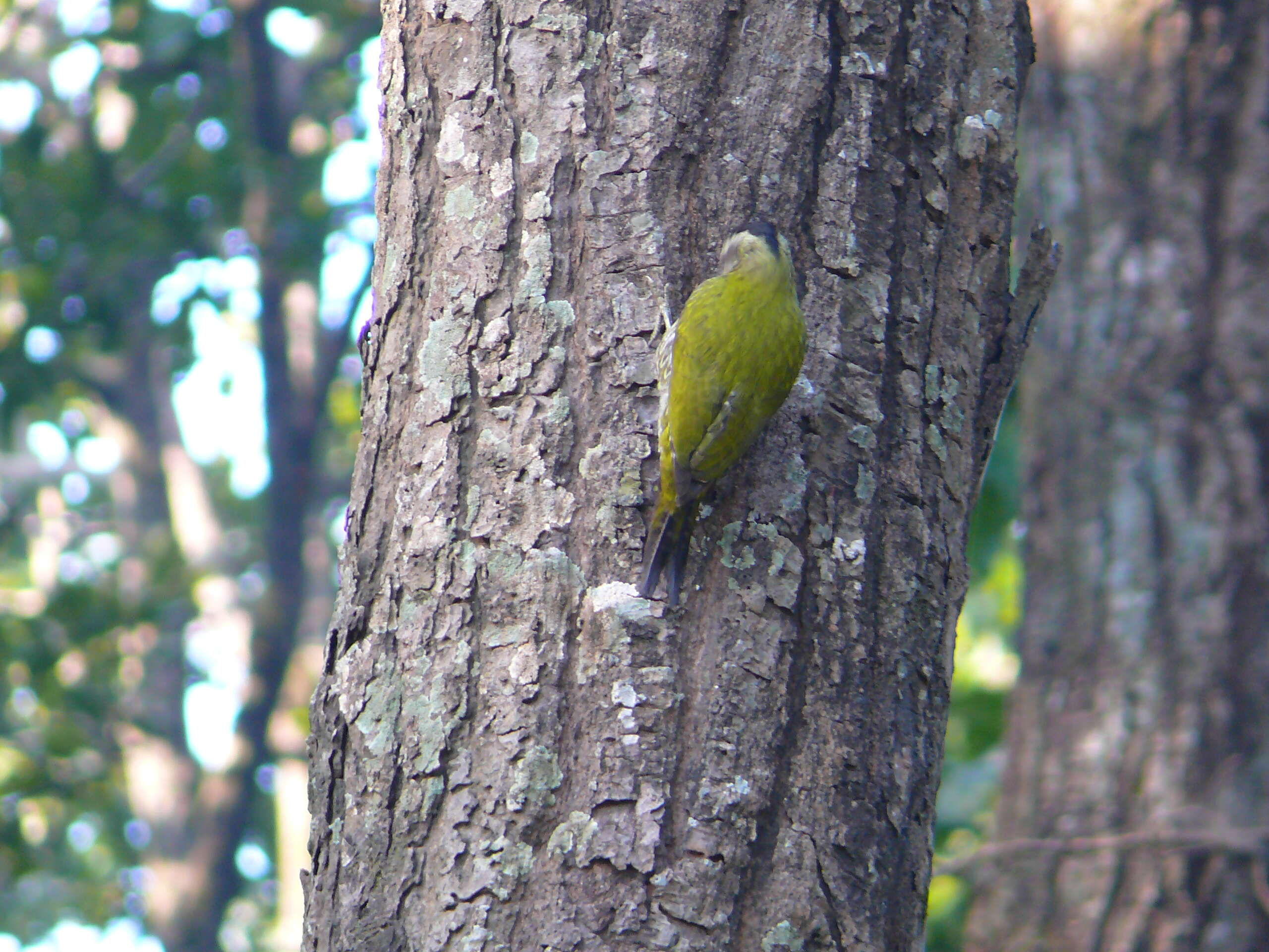 Picus xanthopygaeus (Gray, JE, Gray & GR 1847) resmi