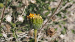 Image of Encelia frutescens var. frutescens