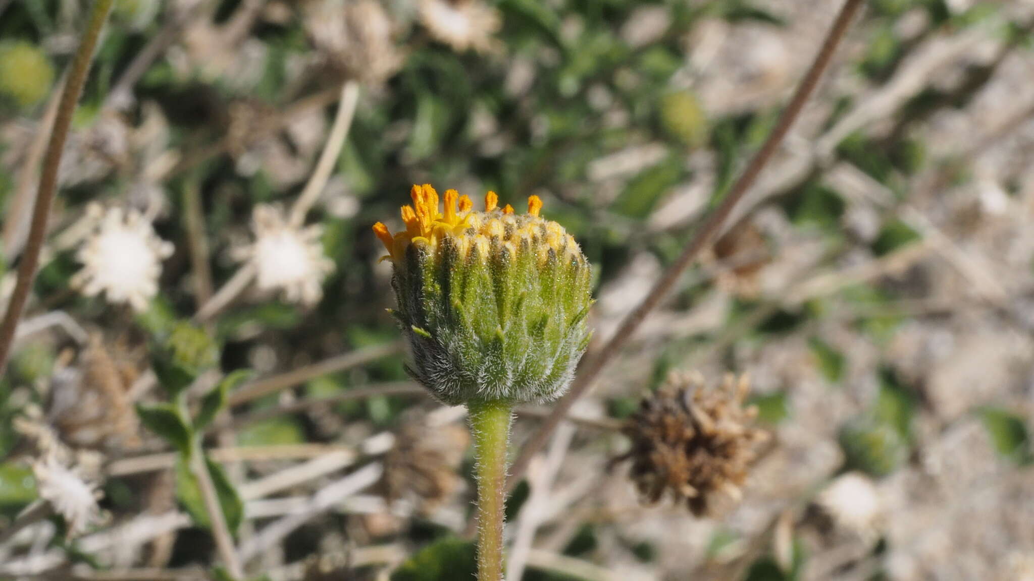 Sivun Encelia frutescens var. frutescens kuva