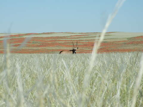 Image of Oryx gazella gazella