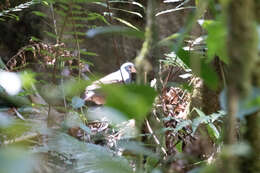 Image of Buff-fronted Quail-Dove