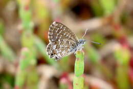 Image of Theclinesthes sulpitius (Miskin 1890)