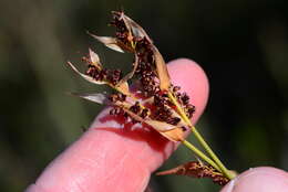 Image of Elegia juncea L.