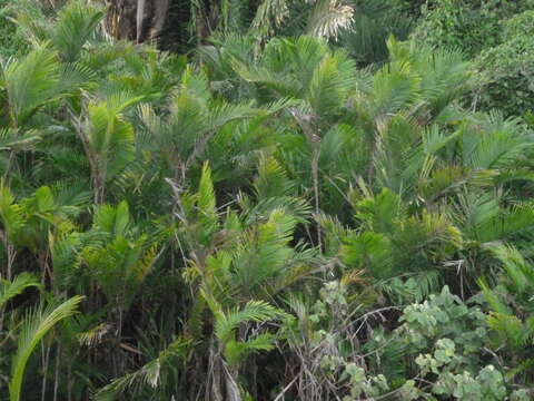 Image of Bactris maraja Mart.