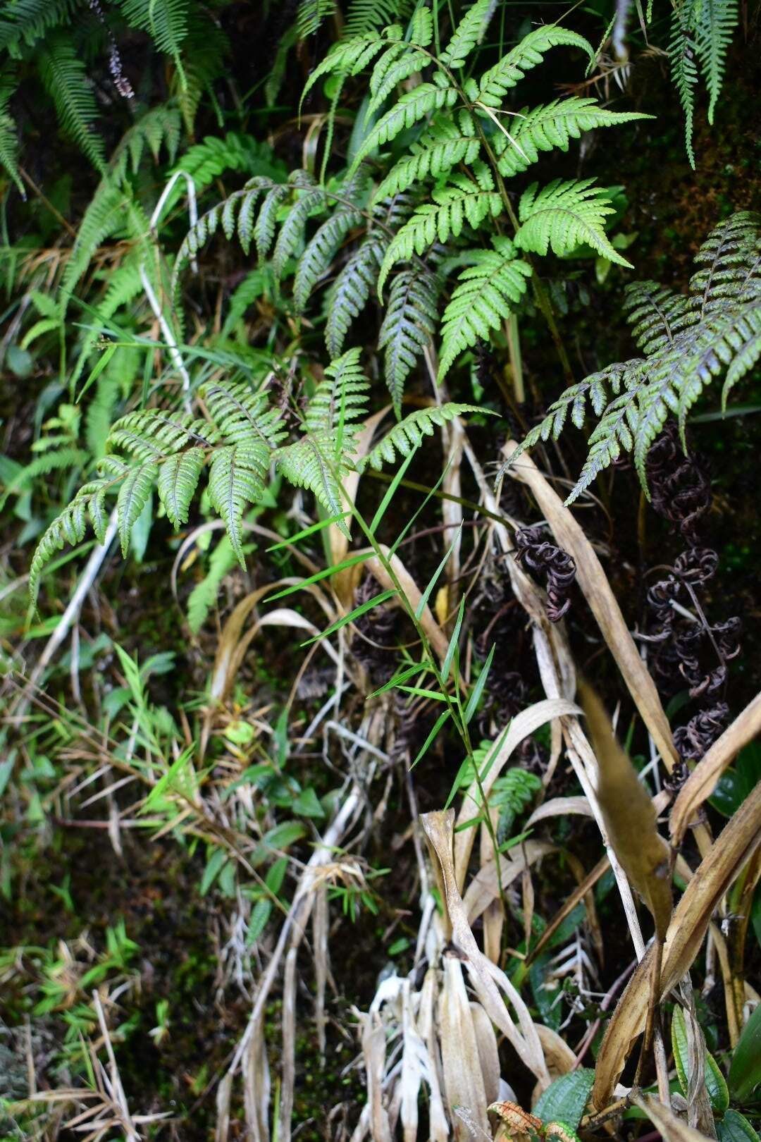 Imagem de Isachne rigidifolia (Poir.) Urb.