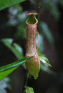 Image of Pitcher plant