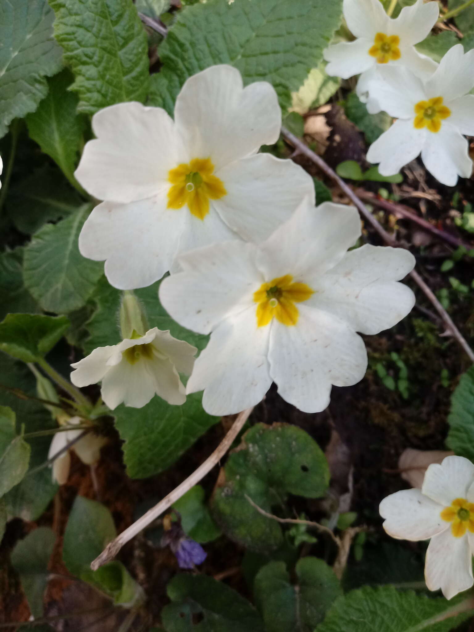 Image of Primula acaulis subsp. atlantica (Maire & Wilczek) Greuter & Burdet