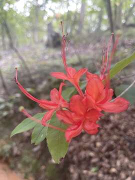 صورة Rhododendron prunifolium (Small) Millais