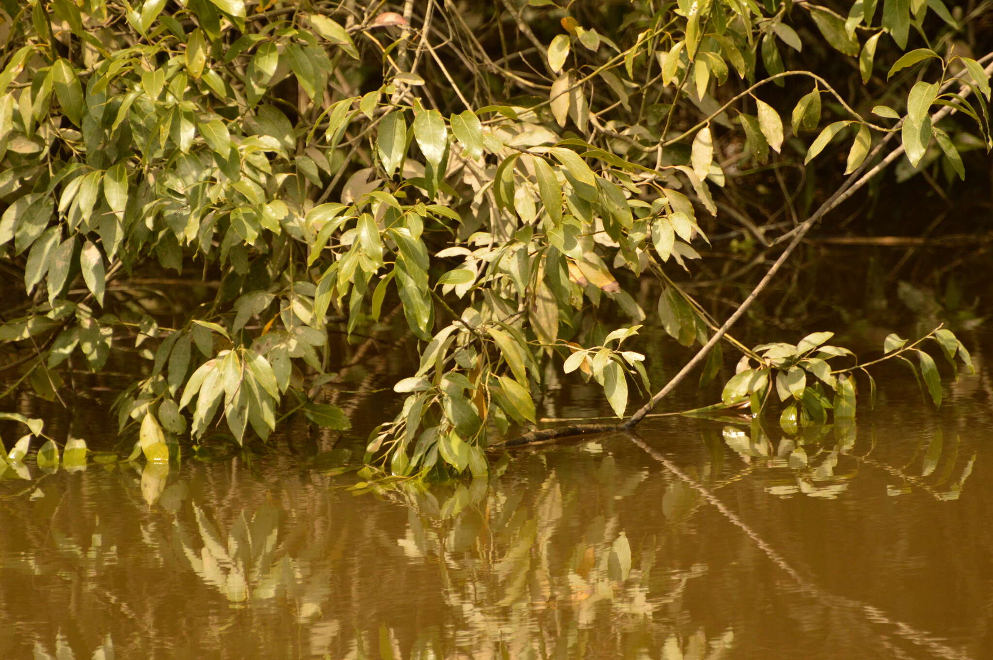 Image of Ocotea acutifolia (Nees) Mez