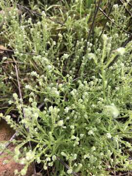 Image of pygmyflower cryptantha