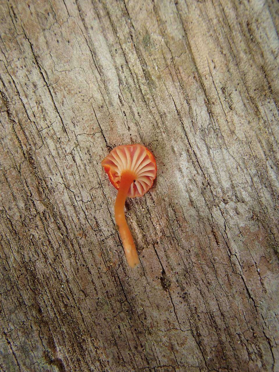 Image of Hygrocybe miniata (Fr.) P. Kumm. 1871