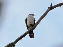 Image of Bicolored Hawk