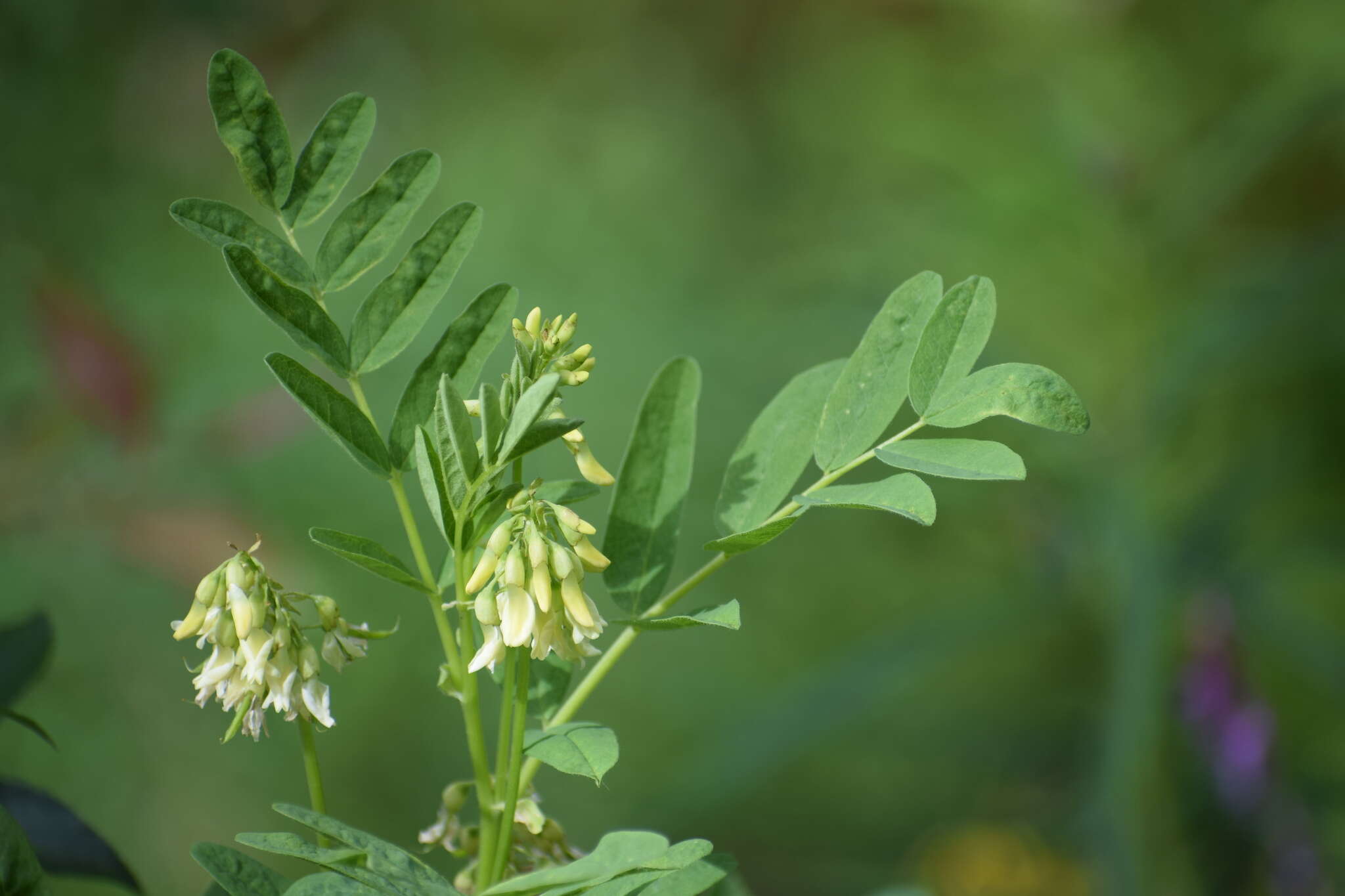 Plancia ëd Astragalus americanus (Hook.) M. E. Jones