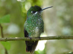 Image of Green-crowned Brilliant