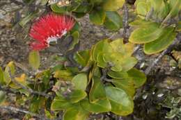 Image of 'ohi'a lehua