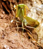 Image of African mantis