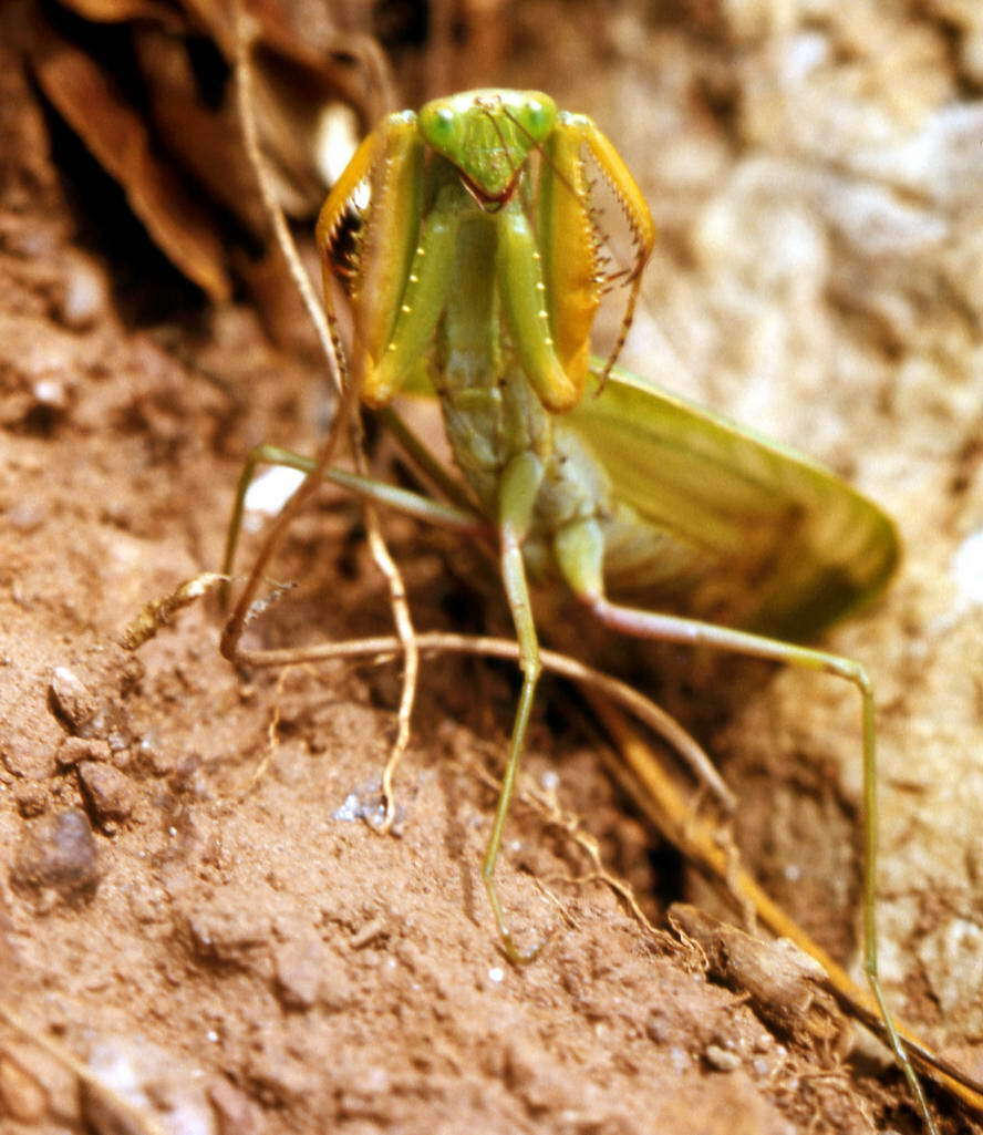 Image of African mantis