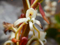 Imagem de Satyrium candidum Lindl.