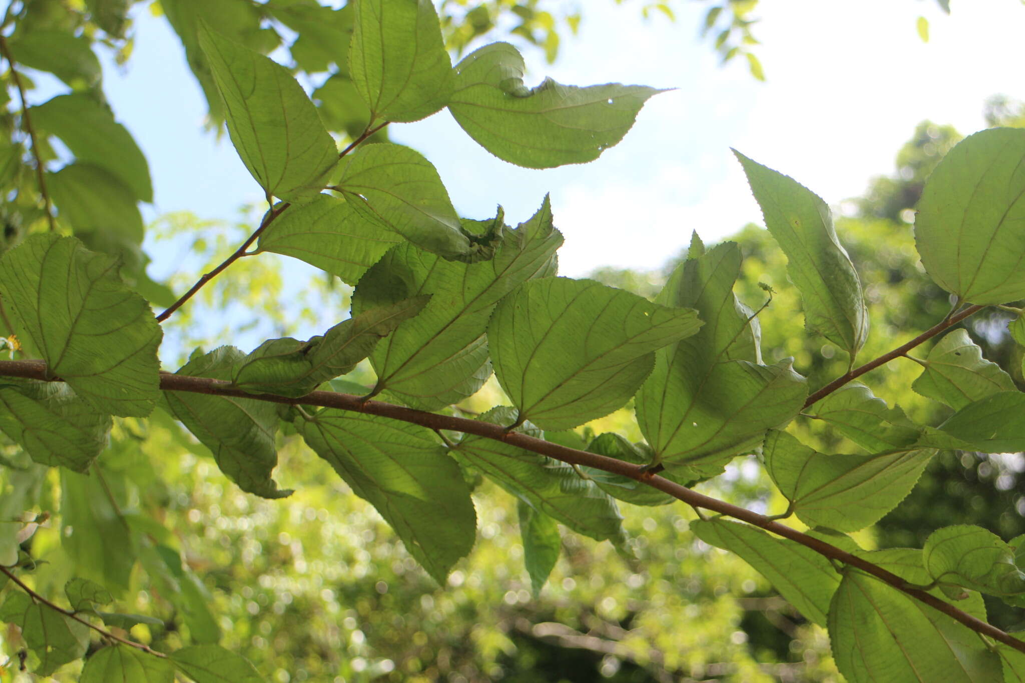 Image of Grewia eriocarpa Juss.