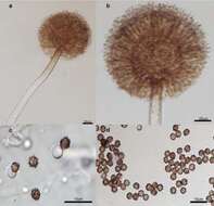 Слика од Aspergillus awamori Nakaz. 1907