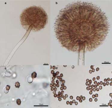 Imagem de Aspergillus awamori Nakaz. 1907