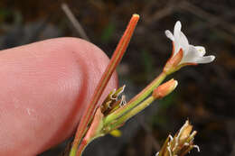 Image de Epilobium chlorifolium Hausskn.