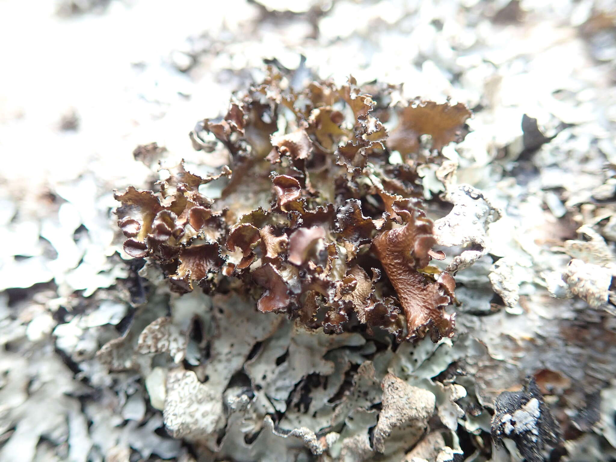 Image of Silver-lined Wrinkle Lichen