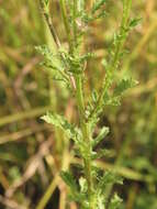 Image of poreleaf dogweed